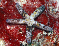 Ophidiaster cribrarius