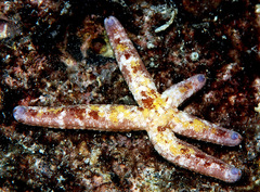 Ophidiaster cribrarius