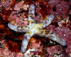 Ophidiaster cribrarius