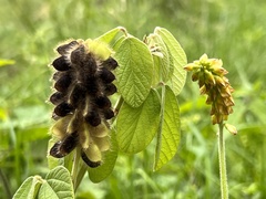Eriosema parviflorum