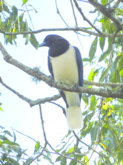 Cyanocorax cristatellus