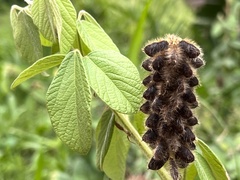 Eriosema parviflorum