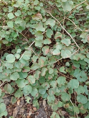 Symphoricarpos mollis