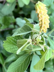Eriosema parviflorum