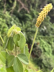 Eriosema parviflorum