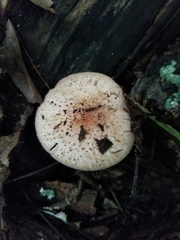 Echinoderma