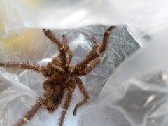 Thrixopelma