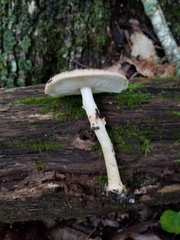 Echinoderma