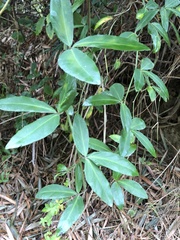 Tetrastigma formosanum