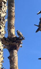 Buteo jamaicensis