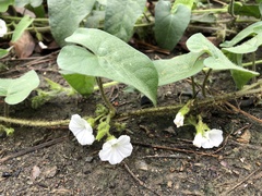 Ipomoea biflora