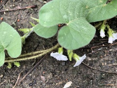 Ipomoea biflora