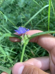 Tradescantia subaspera
