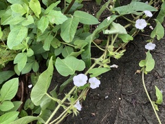 Ipomoea biflora