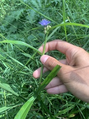 Tradescantia subaspera