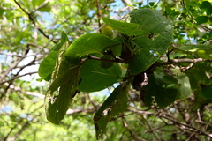 Coccoloba pubescens