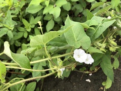 Ipomoea biflora