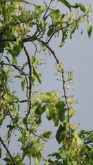 Dendrophthoe falcata