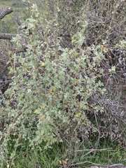Sphaeralcea coulteri