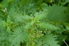 Urtica pilulifera
