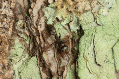 Pseudomyrmex gracilis
