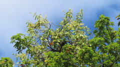 Dendrophthoe falcata