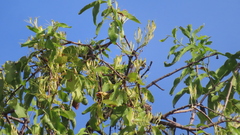 Dendrophthoe falcata