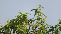 Dendrophthoe falcata
