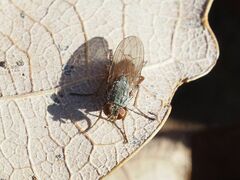 Lispocephala brachialis