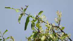 Dendrophthoe falcata