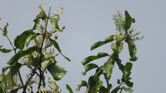 Dendrophthoe falcata