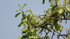Dendrophthoe falcata
