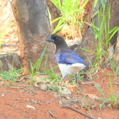 Cyanocorax cristatellus