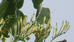 Dendrophthoe falcata