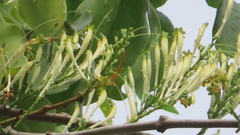 Dendrophthoe falcata