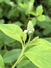 Sphenoclea zeylanica