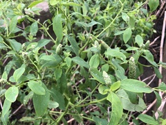 Sphenoclea zeylanica