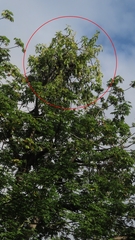 Dendrophthoe falcata