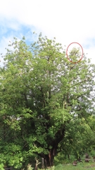 Dendrophthoe falcata