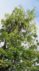 Dendrophthoe falcata