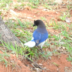 Cyanocorax cristatellus