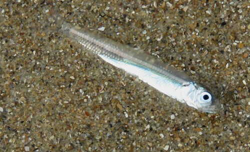European smelt (Osmerus eperlanus) — Osmeridae — 3