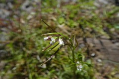 Cardamine raphanifolia