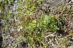 Cardamine raphanifolia