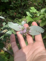Pycnanthemum incanum