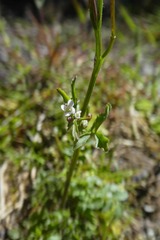 Cardamine raphanifolia