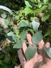 Pycnanthemum incanum