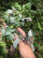 Pycnanthemum incanum