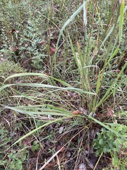 Saccharum baldwinii