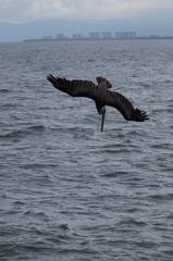 Pelecanus occidentalis